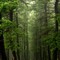 Trees on the Fall Line