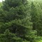 Sagacious Tree on Bostwick Creek