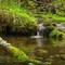 Mossy Brook