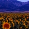 Ross Peak and Sunflowers