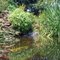 Goldfish Pond - Ozark Folk Center