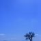 A lone tree