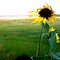 Sunflower, Great Falls, MT