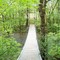 Tanyard Creek Trail