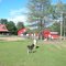 Barnstead Miniature Horse Farm - June 2010