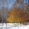 Colors in the snow.
