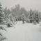 Popple Mtn Summit in winter - Hall Trail, Jackson Ski Touring Foundation, Jackson, NH