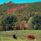Cows at Bald Knob, New Hampshire