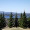 Pasture that has grown up to spruce.