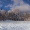 Snowy Trees
