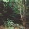 Shaw Trail