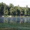 Cedar Waters Village