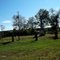 Grave yard out behind the new dairy barns.
