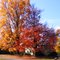 Fall colors