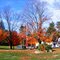 leaves are all but gone now on the maples.