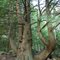 Twisted Hemlock Wapack trail Mt.Watatic Ashburnham Mass.
