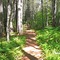 Trail to Pond