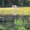 Beaver Pond