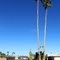 Twin Palms