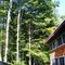 pine shingles.