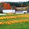 Pumpkins are a part of this wonderful season.