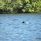 Loon on Perch Pond about 4 pm