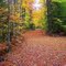 leafy trail