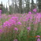 Beautiful Fireweed on Mike's land. The wildflowers in Alaska are so gorgeous!
