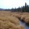 Bear Country: Upper reaches of Ninilchik River, Kenai Peninsula, Alaska