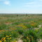 2006 - Wild Flowers, Arizona - Near Surprise