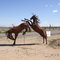 Metal Horses