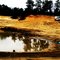 Giant Man-Eatting Puddle in the Sand Dunes in the Pines, Near Mt. Misery