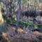 Cedar Trees along a creek below the Batona Trail