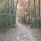 Fire road paralleling route 70 in Brenden Byrne State Forest
