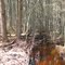 Cooper Branch Downstream from Glass House Road
