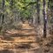 Trail Follows the White Blazes