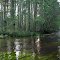 Oswego River Cedar Grove & Grass