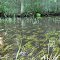 Oswego River Grass