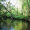 Oswego River Overhanging Trees