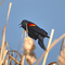 Red-winged Black Bird