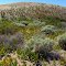 Sand dune, Desert Habitat Management Area, Frenchman Hills, Dodson Rd South, Royal City, WA 99357, USA