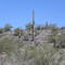Only place you can find these is in AZ