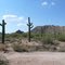 Saguaros south of Phoenix