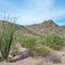 Ocotillo in the Sonoran Desert