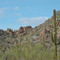 Saguaro