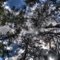 Towering Cluster of Pines