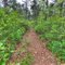 Batona Trail Along Shamong Road