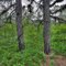 Two Big Pines Among Smaller Oaks and Pines