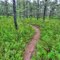 Batona Trail