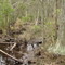 East Bass River Swamp behind Campsite
